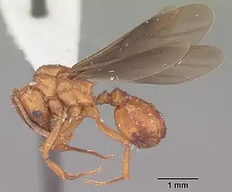 Trachymyrmex septentrionalis