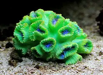 Trachyphyllia