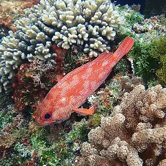 Trachypoma macracanthus