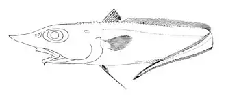 Trachyrincus scabrus