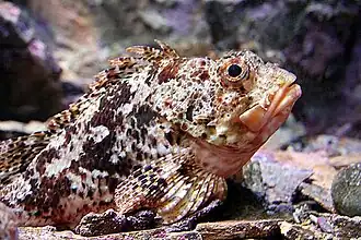 Trachyscorpia cristulata echinata