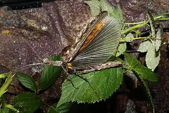 Trachythorax maculicollis