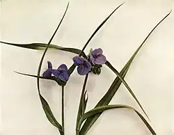 Omwindsel bij de eendagsbloem