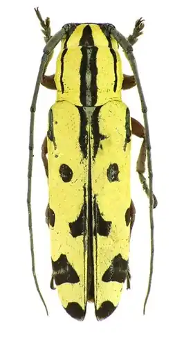 Tragiscoschema nigroscriptum