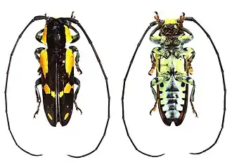 Tragocephala castelnaudii