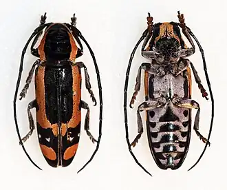 Tragocephala gorilla