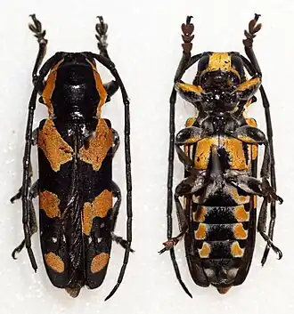 Tragocephala castnia