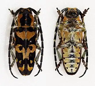 Tragocephala crassicornis