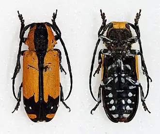 Tragocephala cuneifera