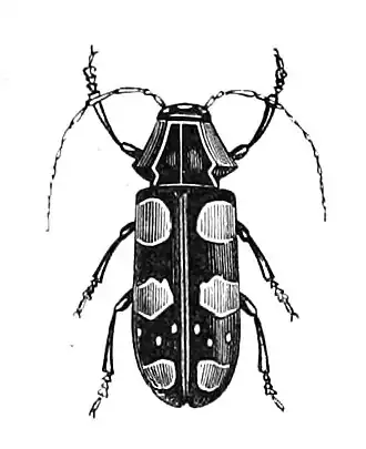 Tragocephala formosa