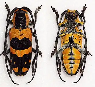 Tragocephala jucunda