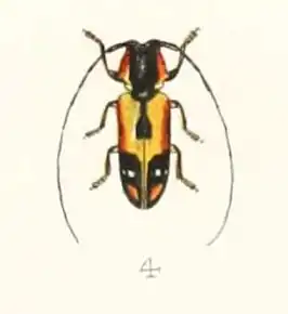 Tragocephala mniszechii