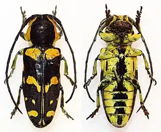 Tragocephala nobilis