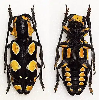 Tragocephala pretiosa