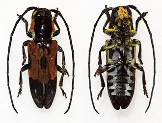 Tragocephala tournieri