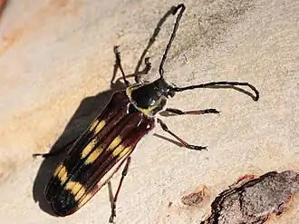 Tragocerus fasciatus