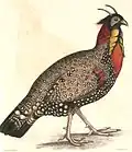 Tragopan melanocephalus, mannetje