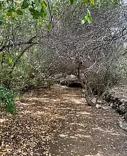 Dichte begroeiing langs de noordelijke oever