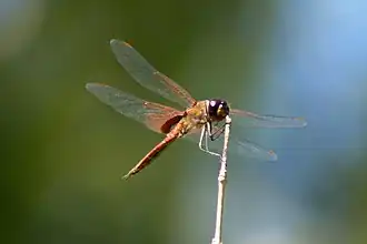 Tramea insularis