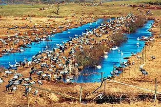 Kraanvogels in de omgeving van het meer
