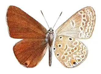 Lepidochrysops victoriae