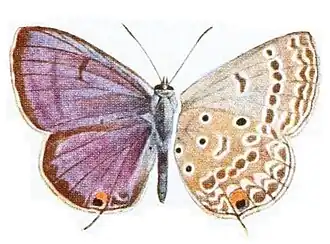 Lepidochrysops quassi