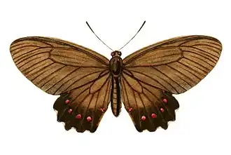 Parides burchellanus