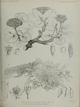 Nirarathamnos asarifolius