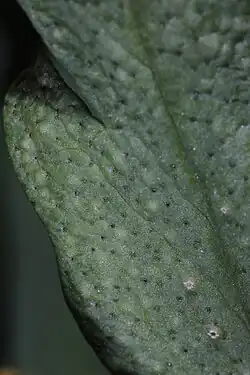 Spermogonia op gele anemoon