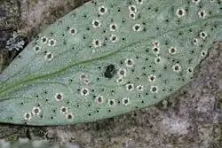 Aecia op gele anemoon