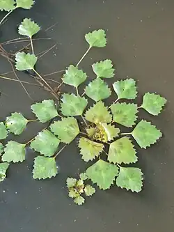 ruitvormig blad van Waternoot (Trapa natans)