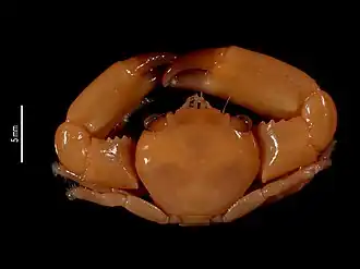 Trapezia punctimanus