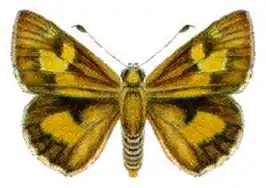 Trapezites heteromacula