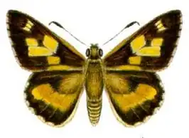 Trapezites iacchoides