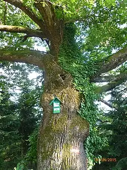 Wintereik (Quercus petraea), Stiermarken
