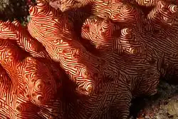 Het rode lijnenpatroon op de bovenzijde geeft de zeekomkommer zijn naam: rubra (rood) en lineata (lijnen).