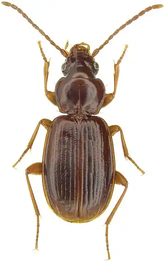 Trechus apicalis