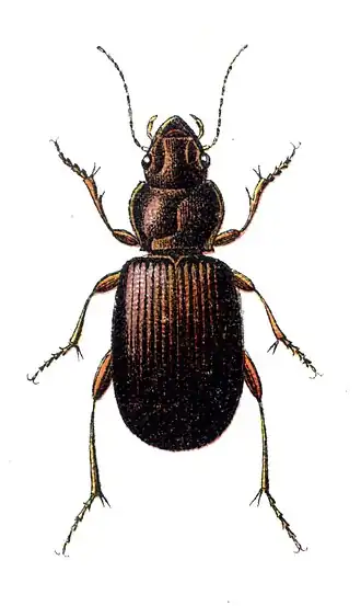 Trechus pilisensis