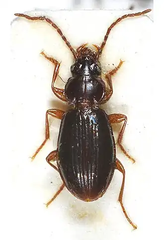 Trechus rivularis