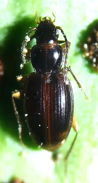 Trechus terrabravensis