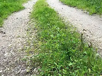 Aspect van de subassociatie met tengere rus