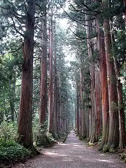 Dreef met bomen in Nagano in Japan