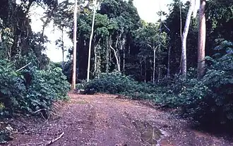 Houtkap in Liberia (foto: mei 1968).