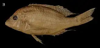 Trematocranus microstoma