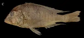 Trematocranus placodon