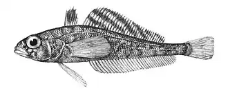 Trematomus lepidorhinus