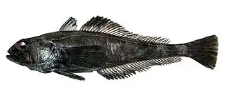 Trematomus loennbergii
