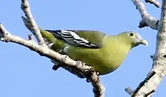 Bonapartes papegaaiduif