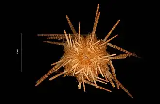 Tretocidaris bartletti