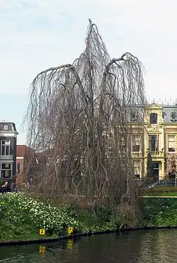 Treurbeuk, Singel, Leiden